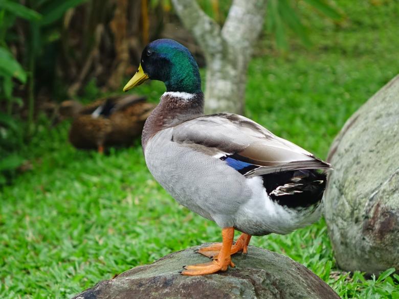 Free stock image of Wild Duck created by Pixabay
