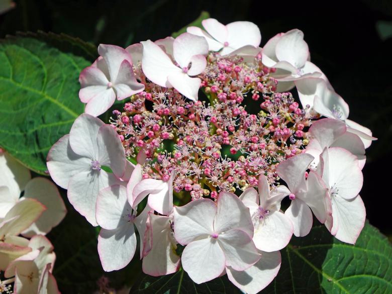 Free stock image of Fresh Hydrangeas created by Pixabay