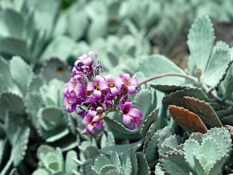 Free stock image of Kalanchoe Pumila created by Pixabay