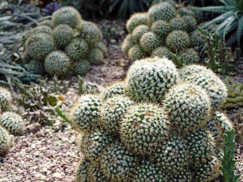 Free stock image of Mammillaria Geminispina created by Pixabay