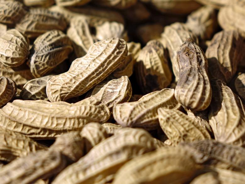 Free stock image of Fresh Peanuts created by Pixabay