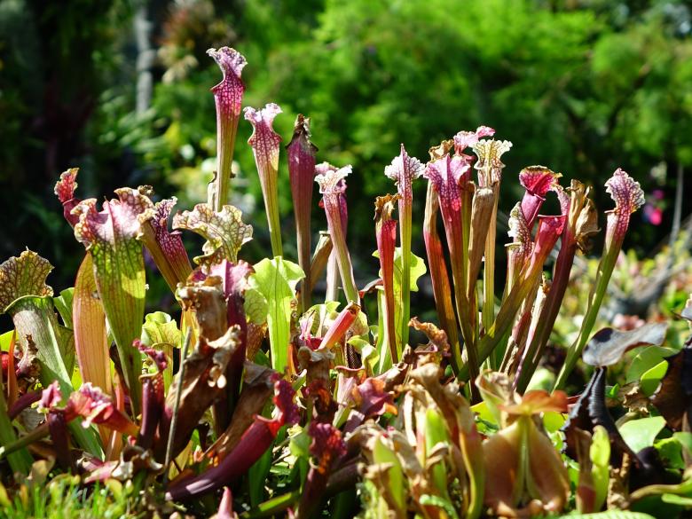 Free stock image of Pitcher Plant created by Pixabay