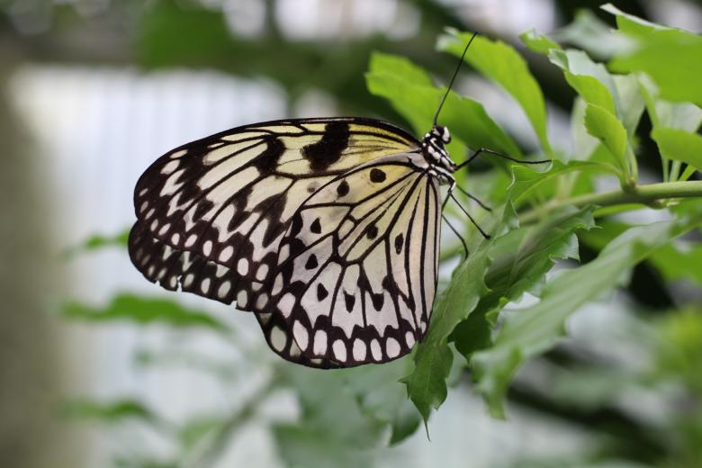 Free stock image of Wild Butterfly created by Pixabay