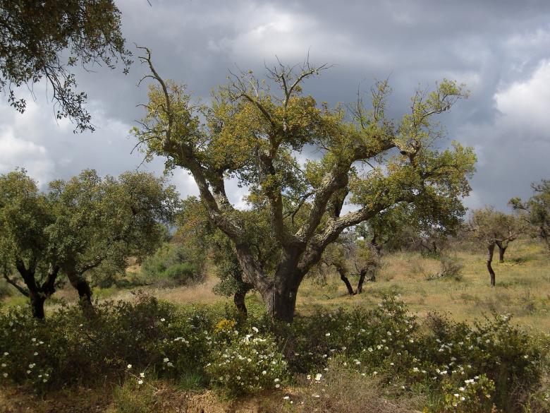 Free stock image of Cork Oak created by Pixabay