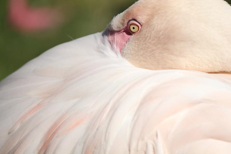 Free stock image of Wild Flamingo created by Pixabay