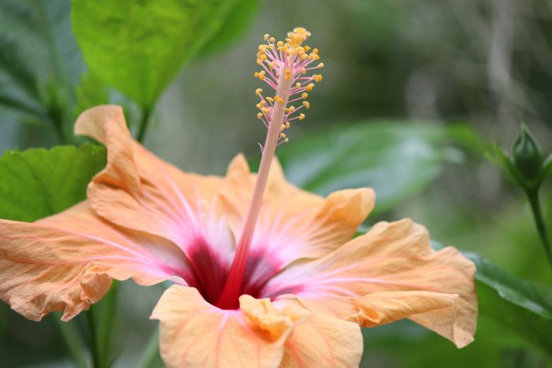 Free stock image of Fresh Hibiscus created by Pixabay