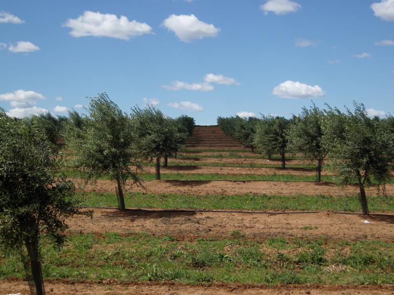Free stock image of Olive Trees created by Pixabay