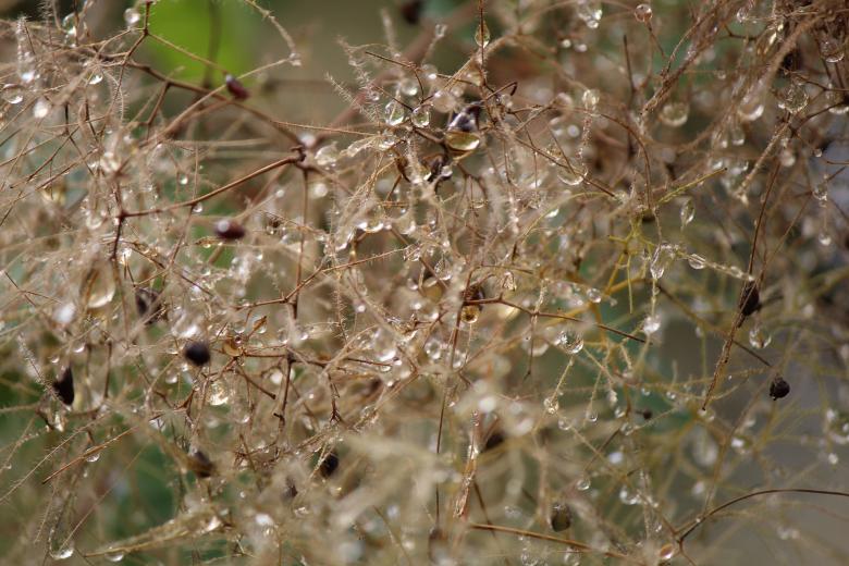 Free stock image of Rain Drops created by Pixabay
