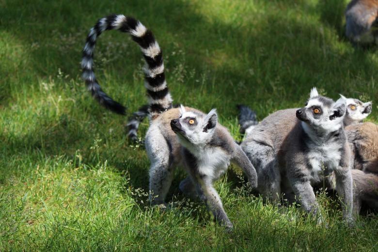 Free stock image of Ring Tailed Lemur created by Pixabay