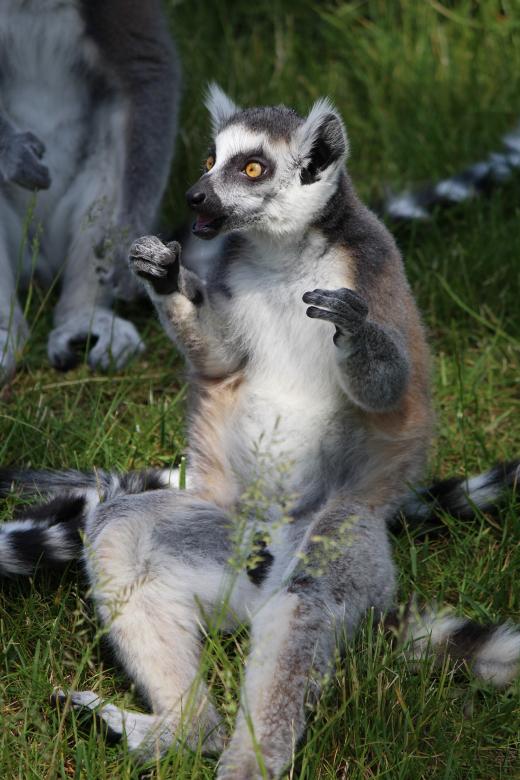 Free stock image of Ring Tailed Lemur created by Pixabay