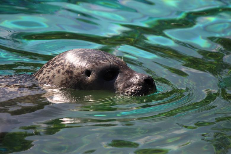 Free stock image of Seal in the Ocean created by Pixabay