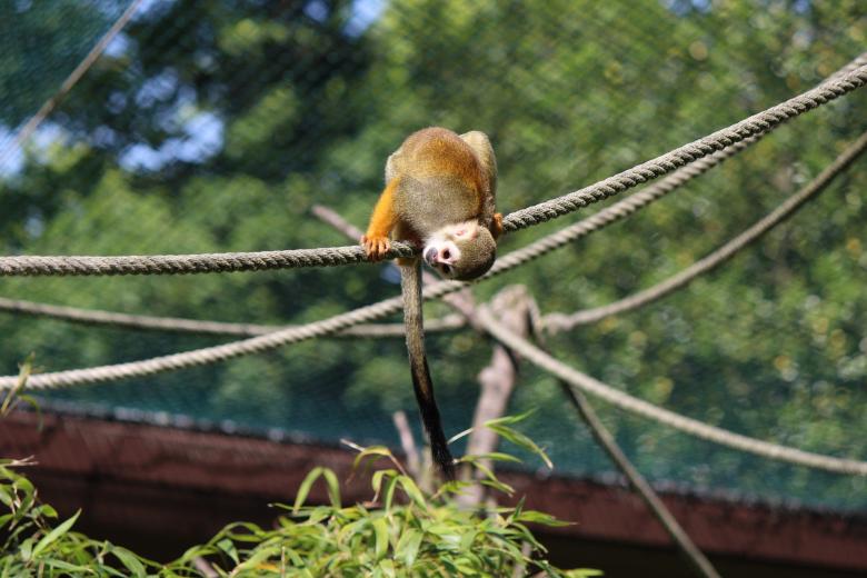Free stock image of Squirrel Monkey created by Pixabay