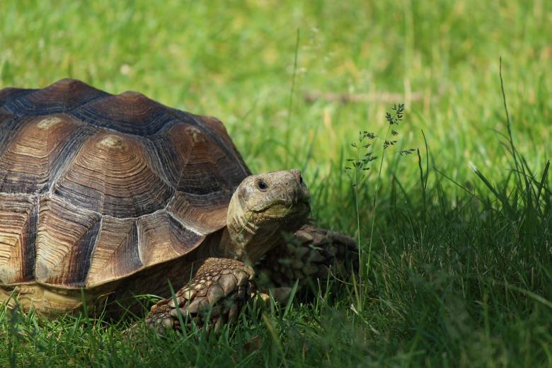 Free stock image of Old Tortoise created by Pixabay
