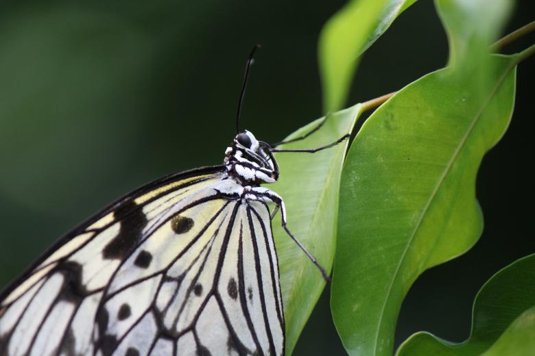 Free stock image of White Baumnymphe created by Pixabay