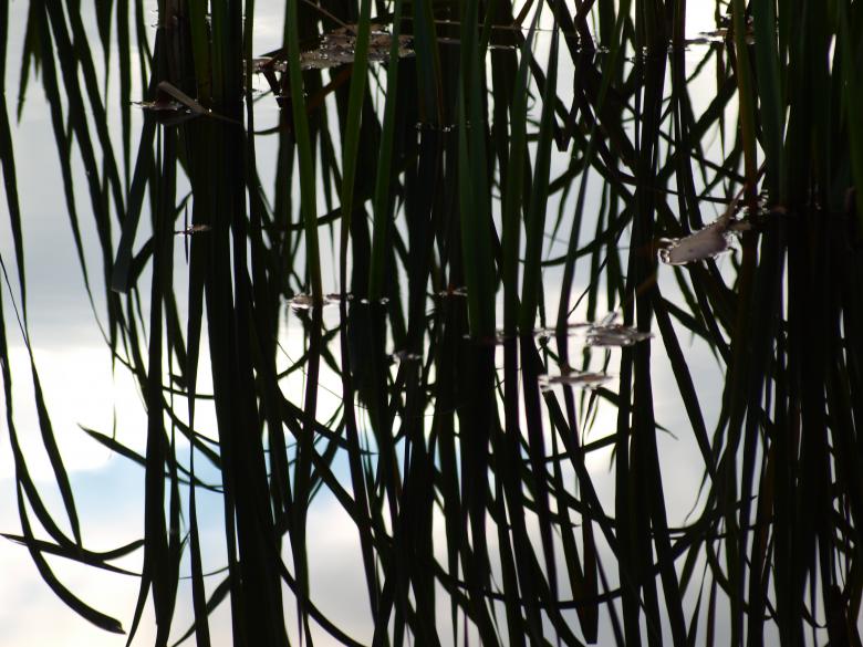 Free stock image of Plants and water created by Marko Mäkinen