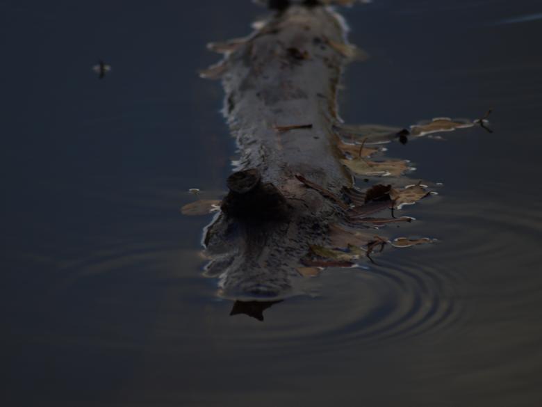 Free stock image of Water and plants created by Marko Mäkinen