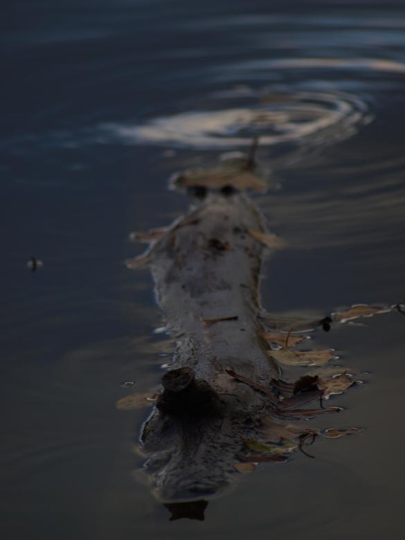 Free stock image of Water and plants created by Marko Mäkinen