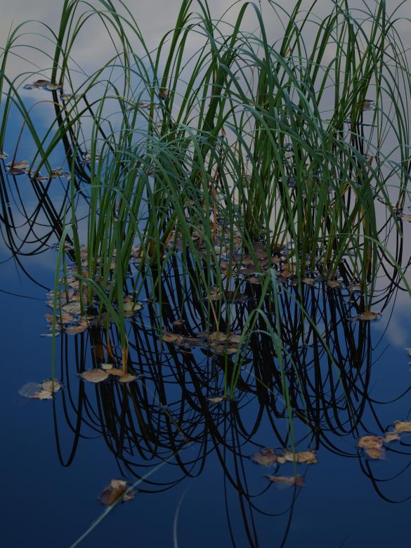 Free stock image of Water and plants created by Marko Mäkinen