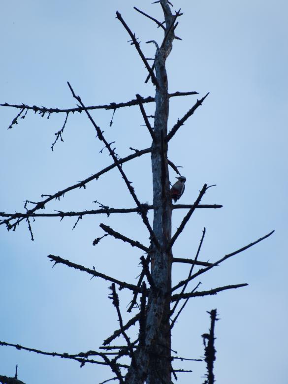 Free stock image of Woodpecker created by Marko Mäkinen
