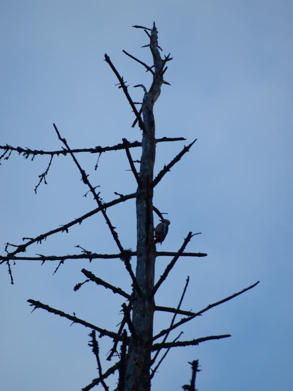 Free stock image of Woodpecker created by Marko Mäkinen