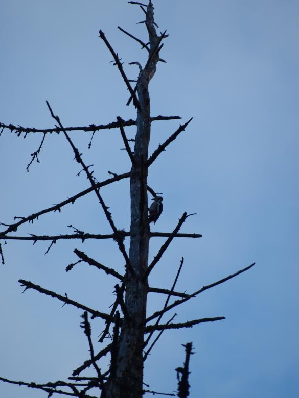 Free stock image of Woodpecker created by Marko Mäkinen