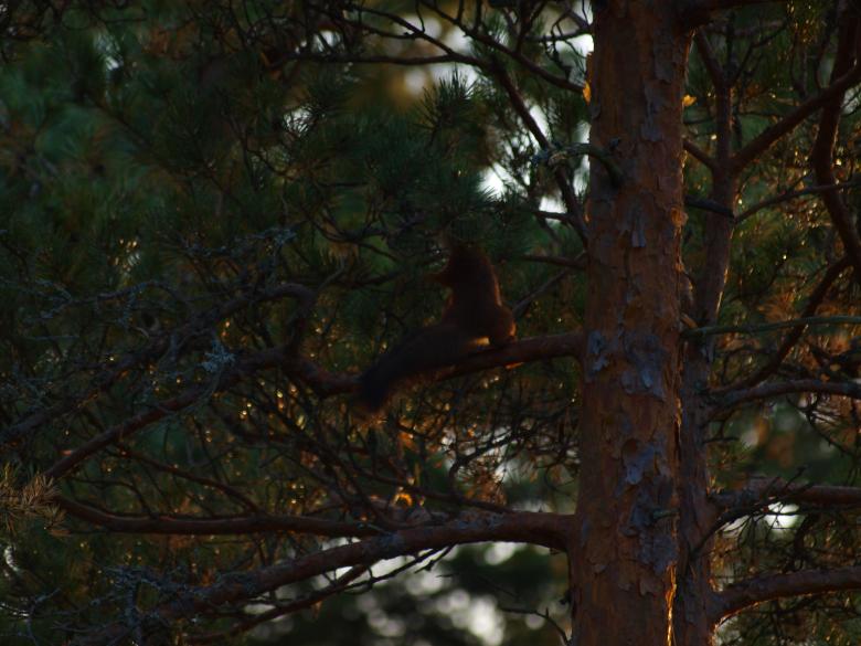 Free stock image of Squirrel created by Marko Mäkinen