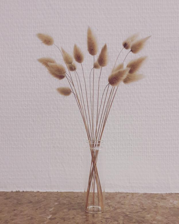Free stock image of Dry sand flowers created by Stéphanie Ghesquier