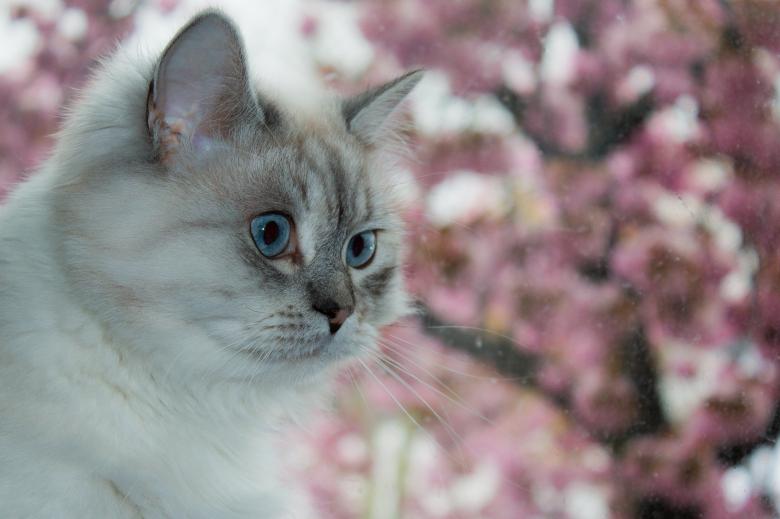 Free stock image of Pet Cat created by Pixabay