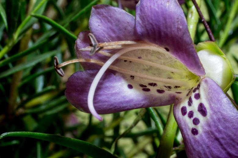 Free stock image of Eremophila Maculata created by Pixabay