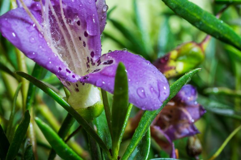Free stock image of Eremophila Maculata created by Pixabay