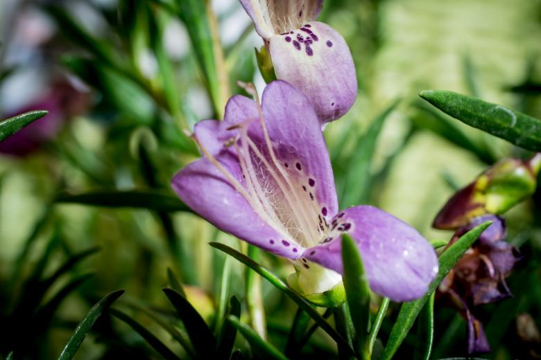 Free stock image of Eremophila Maculata created by Pixabay