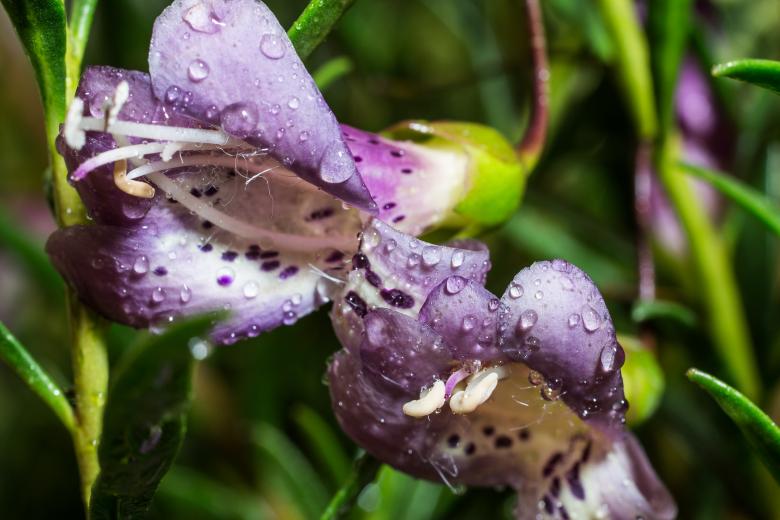 Free stock image of Eremophila Maculata created by Pixabay