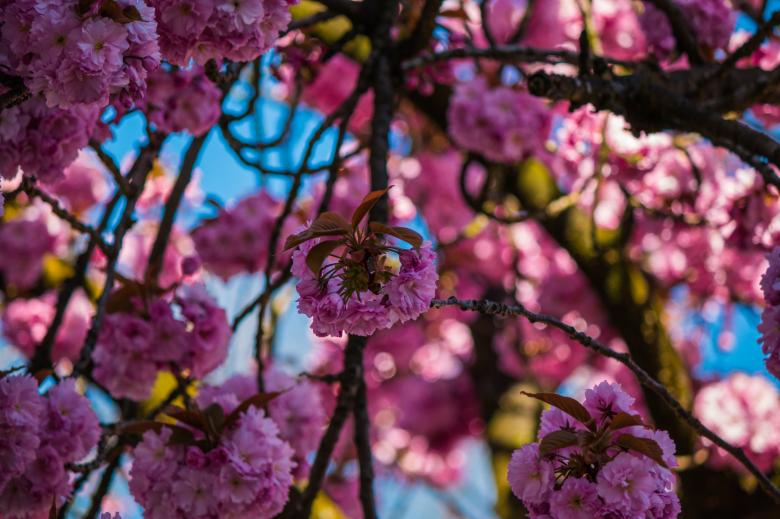Free stock image of Fresh Cherry Flowering created by Pixabay