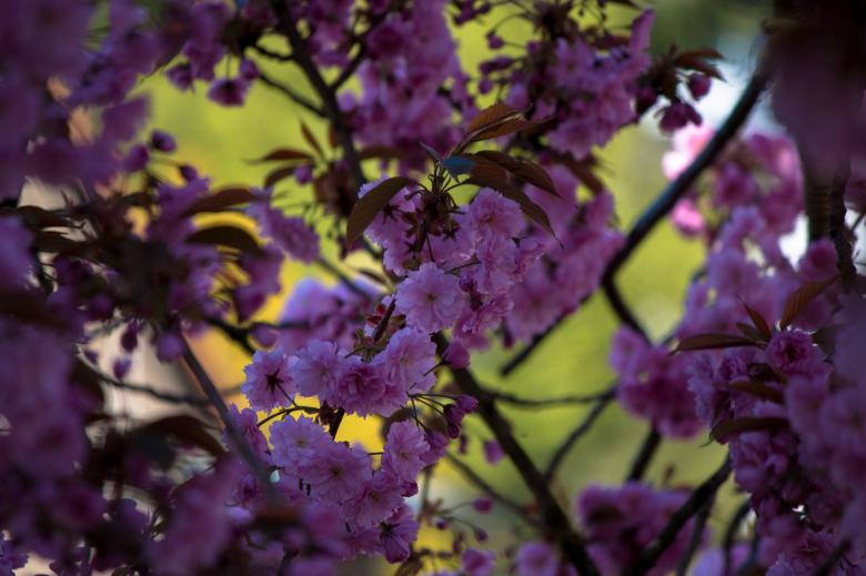 Free stock image of Fresh Cherry Flowering created by Pixabay