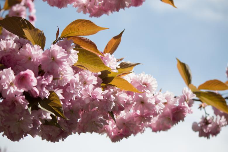 Free stock image of Japanese Flowering created by Pixabay