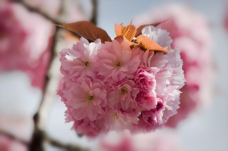 Free stock image of Japanese Flowering created by Pixabay