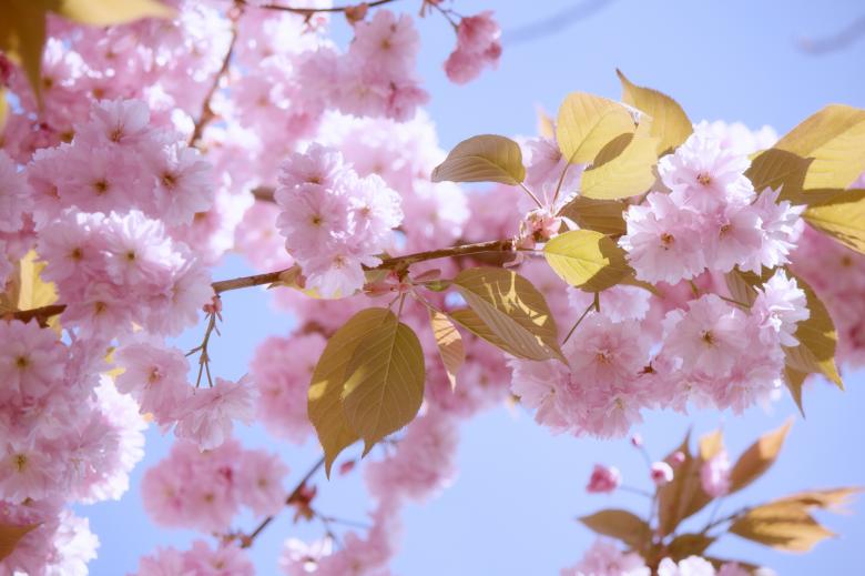 Free stock image of Japanese Flowering created by Pixabay