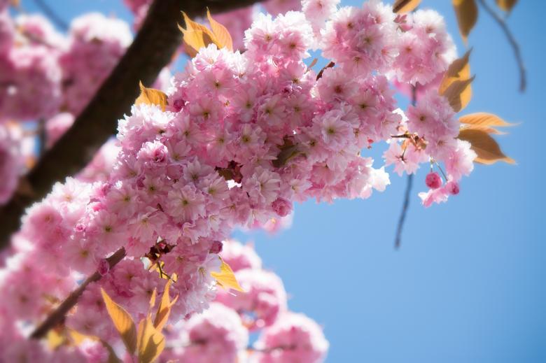 Free stock image of Japanese Flowering Cherry created by Pixabay