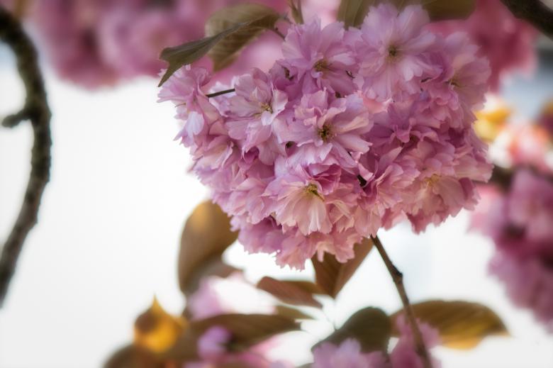 Free stock image of Japanese Flowering Cherry created by Pixabay