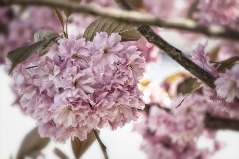 Free stock image of Japanese Flowering Cherry created by Pixabay