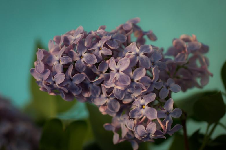 Free stock image of Fresh Lilac Flowers created by Pixabay