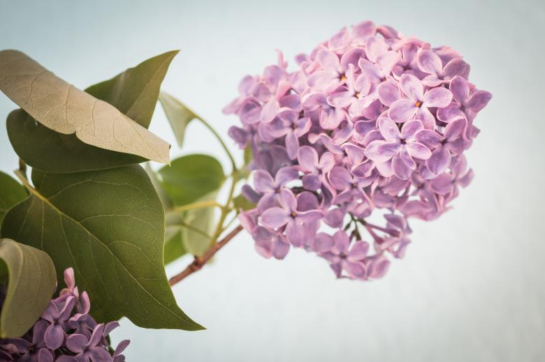Free stock image of Fresh Lilac Flowers created by Pixabay