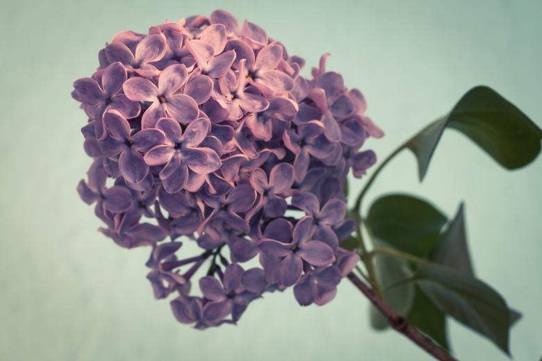 Free stock image of Fresh Lilac Flowers created by Pixabay