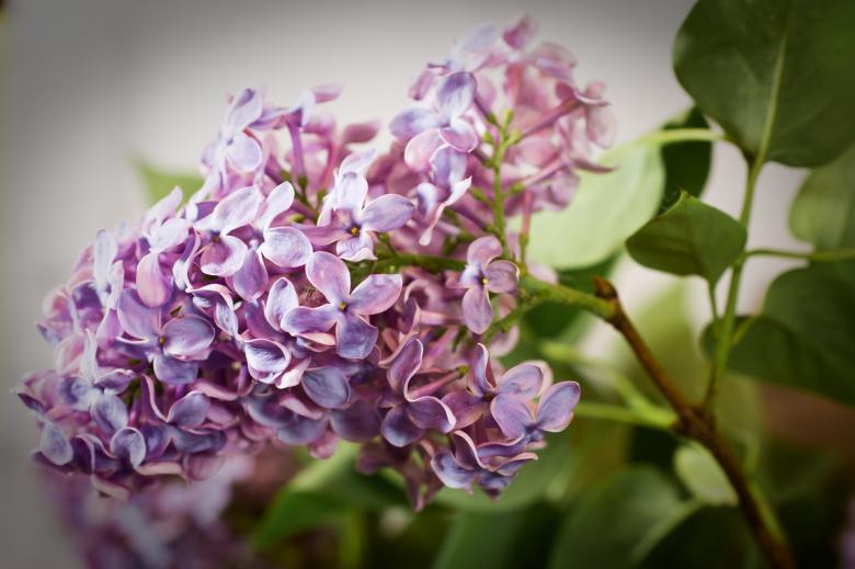 Free stock image of Fresh Lilac Flowers created by Pixabay