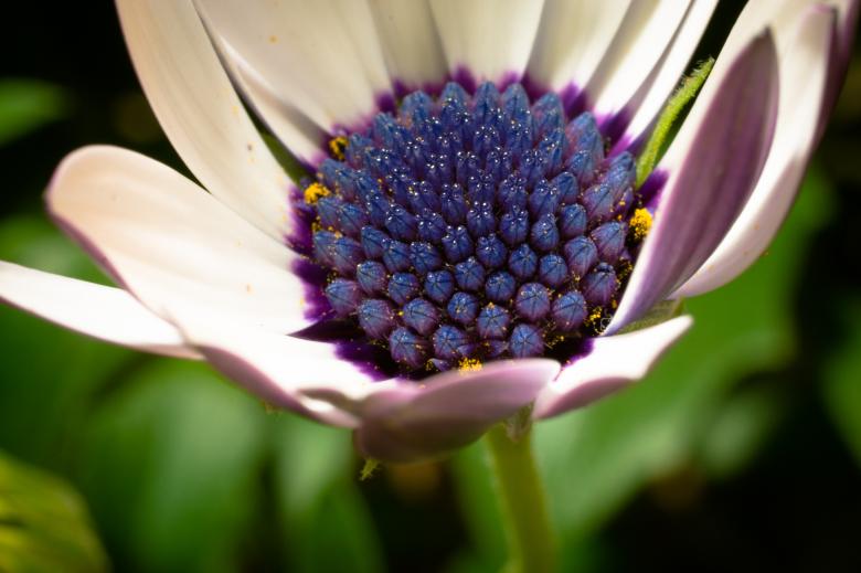 Free stock image of Fresh Marguerite created by Pixabay