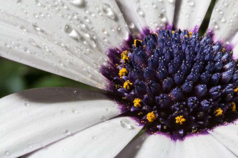 Free stock image of Blooming Marguerite in the Garden created by Pixabay