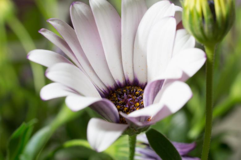 Free stock image of Blooming Marguerite in the Garden created by Pixabay