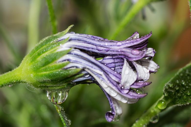 Free stock image of Blooming Marguerite in the Garden created by Pixabay