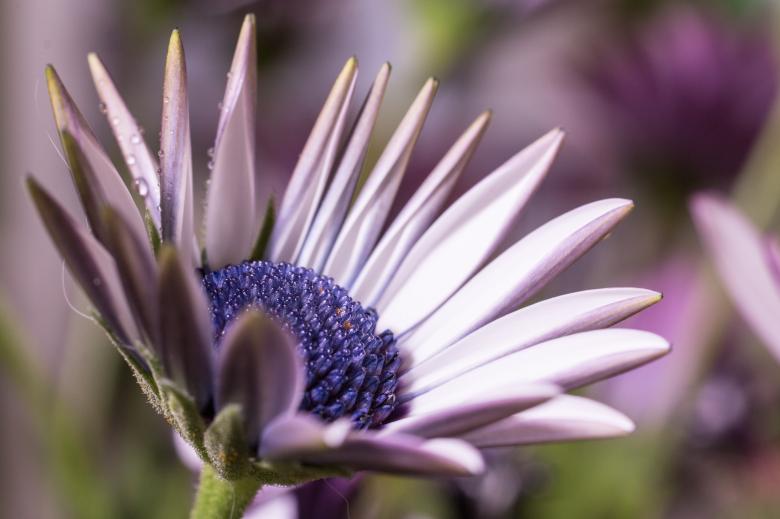Free stock image of Blooming Marguerite in the Garden created by Pixabay