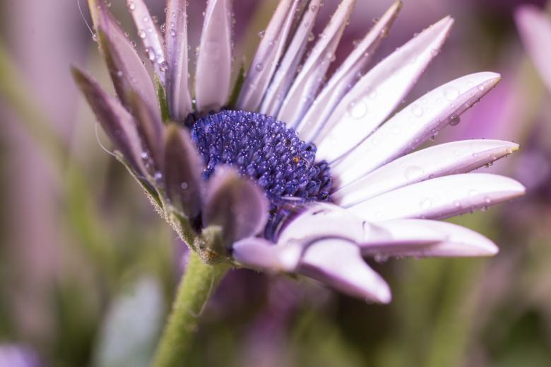 Free stock image of Fresh Marguerite created by Pixabay